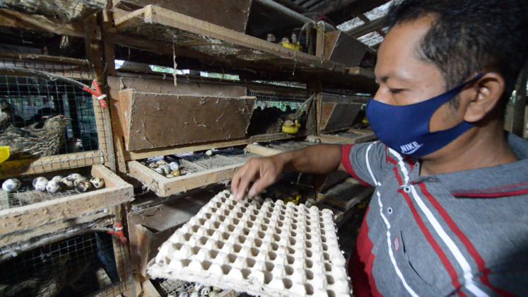 A farmer wearing a gray polo shirt and a blue nike mask collects quail eggs from cages and places them in a cardboard carton.