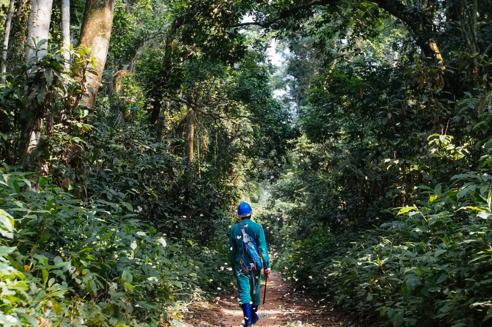 If Afrormosia goes extinct, it could threaten the forest’s resilience and stability, increasing greenhouse gas emissions and unleashing more chaotic weather on Africa and the rest of the world. It’s in everyone’s interest to protect these trees. Image by Sarah Waiswa. Democratic Republic of Congo, 2019. If Afrormosia goes extinct, it could threaten the forest’s resilience and stability, increasing greenhouse gas emissions and unleashing more chaotic weather on Africa and the rest of the world. It’s in everyone’s interest to protect these trees. Image by Sarah Waiswa. Democratic Republic of Congo, 2019.