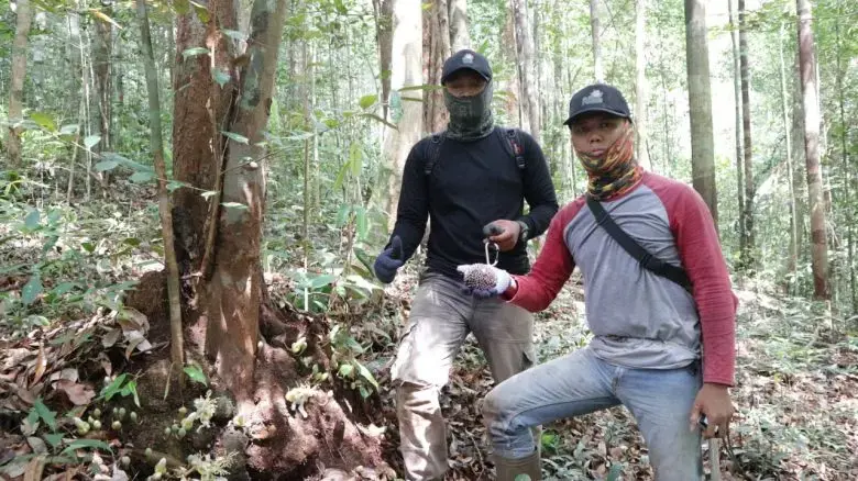 Durian kura-kura (Durio testudinarius) adalah salah satu tumbuhan yang ada di kawasan KHDTK. Tumbuhan jenis ini masuk dalam kategori Vulnerable (VU) atau empat langkah menuju kepunahan.