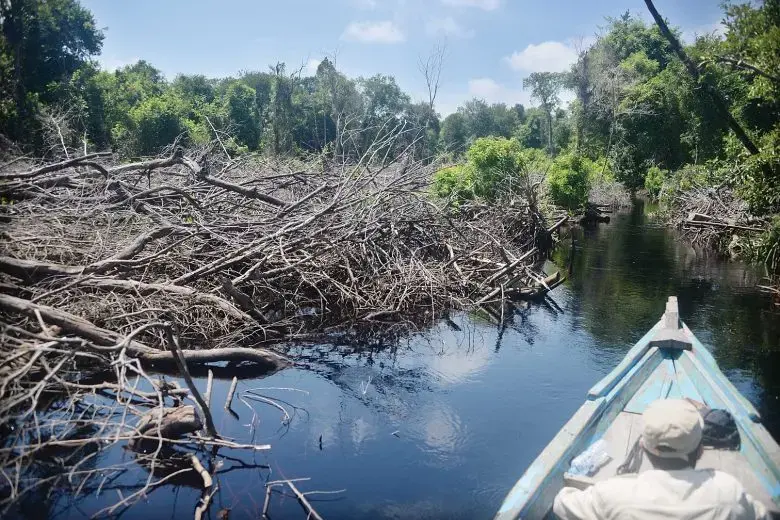 Kebakaran hutan dan lahan di kawasan hutan dengan tujuan khusus (KHDTK) Untan meninggalkan sisa. Pepohonan di kawasan hutan mengering dan mati.
