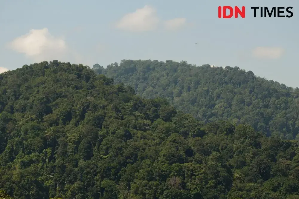 Most of the Petungkriyono forest area is natural protected forest. The forest ecology is still maintained as the threat from illegal hunting and logging increasing. Photo by Dhana Kencana. Indonesia, 2020. Most of the Petungkriyono forest area is natural protected forest. The forest ecology is still maintained as the threat from illegal hunting and logging increasing. Photo by Dhana Kencana. Indonesia, 2020.