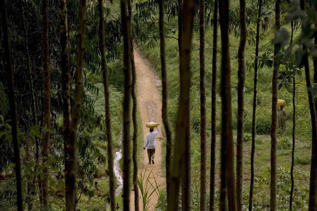 Villager seen through eucalyptus trees.
